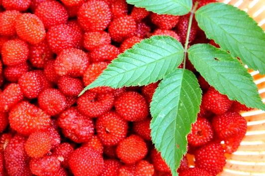 台灣野草莓景點