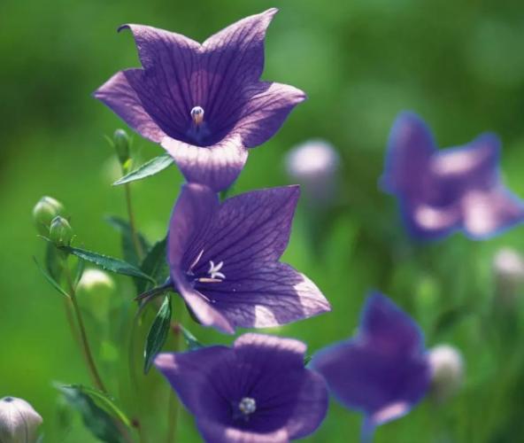 桔梗花開花時間