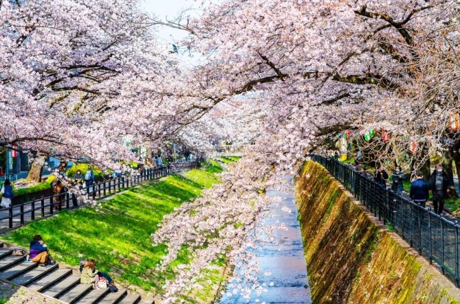 東京櫻花花期
