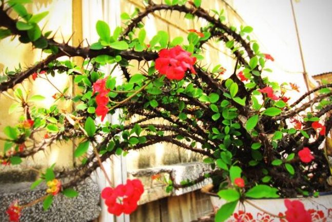 虎刺梅養護技巧