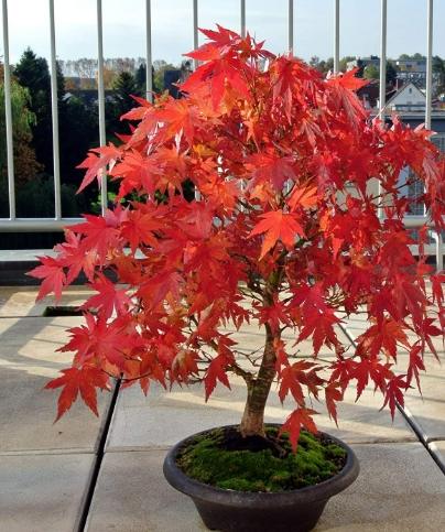日本紅楓照顧技巧