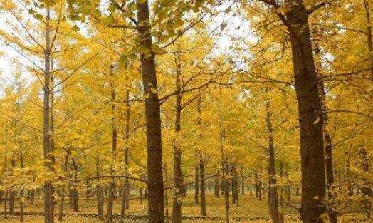 銀杏樹栽種方法