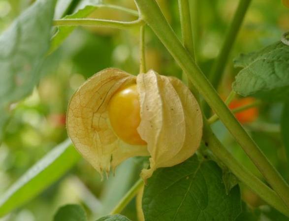 燈籠果種植技巧