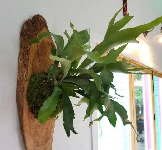 鹿角蕨芽點養護