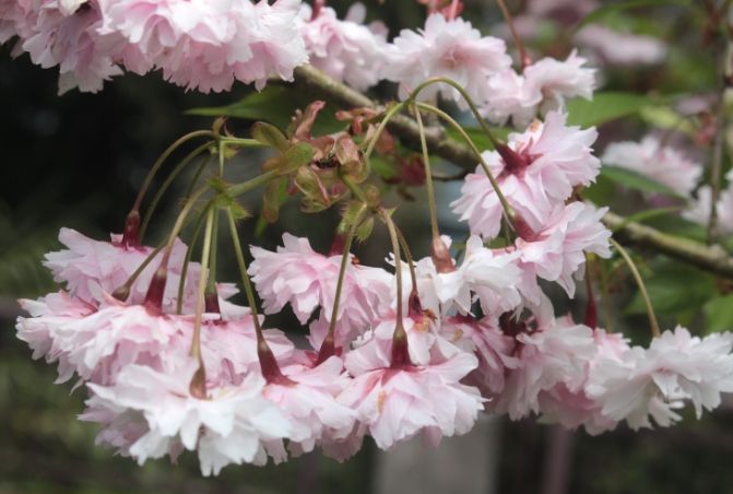 阿里山賞櫻攻略