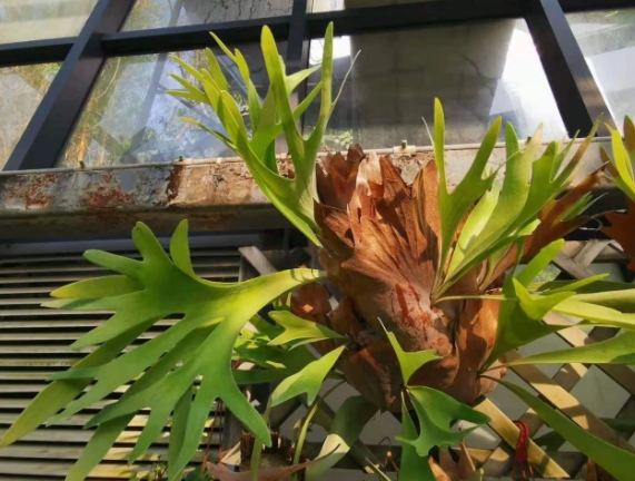 鹿角蕨芽點養護