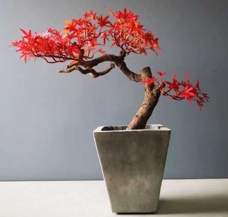 日本紅楓照顧技巧