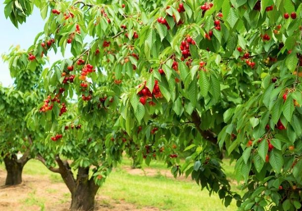 台灣櫻桃樹景點