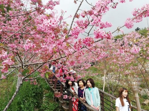 阿里山櫻花種類