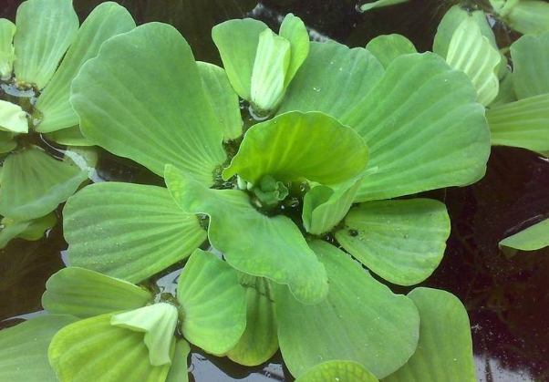 水芙蓉養護技巧