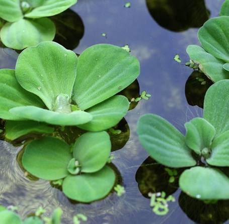 水芙蓉葉子溶解