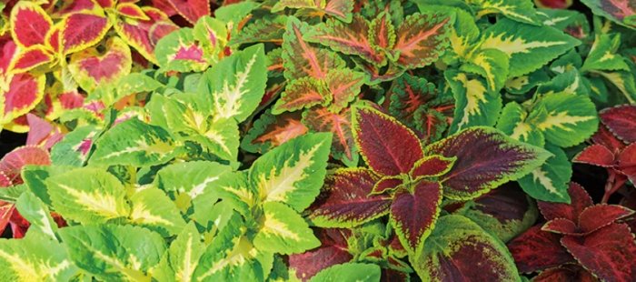 彩葉草種植