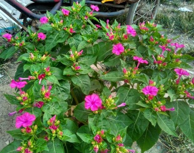 紫茉莉病虫害防治