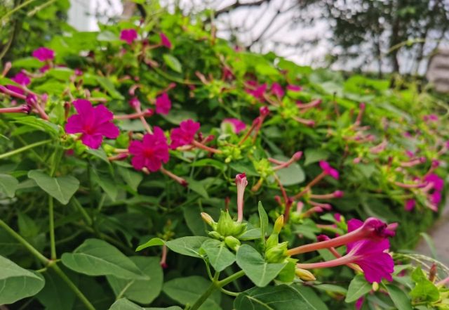 紫茉莉養護技巧