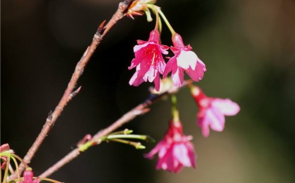台灣緋寒櫻
