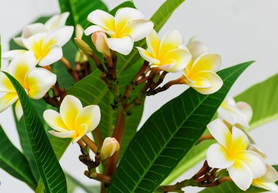 雞蛋花安全種植