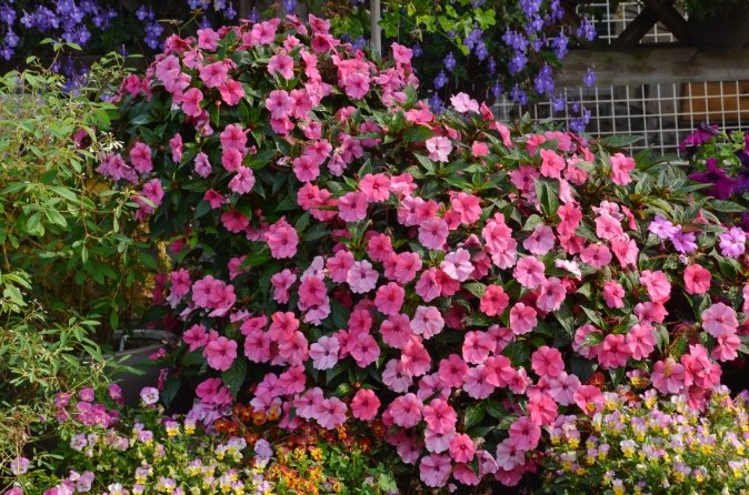 鳳仙花照顧技巧