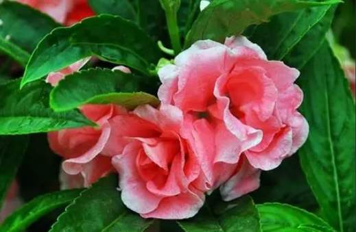 鳳仙花種植方法