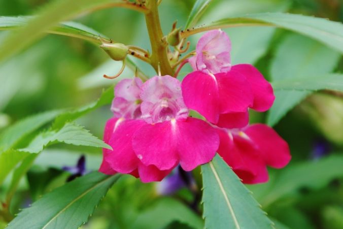 鳳仙花種植方法