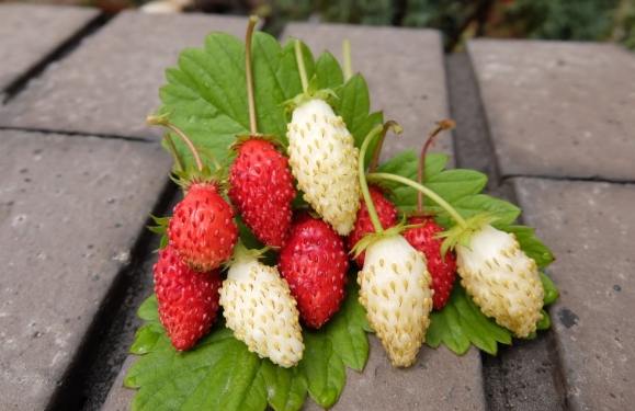 台灣野草莓景點