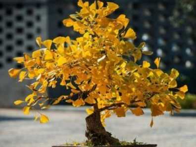 銀杏樹養護技巧