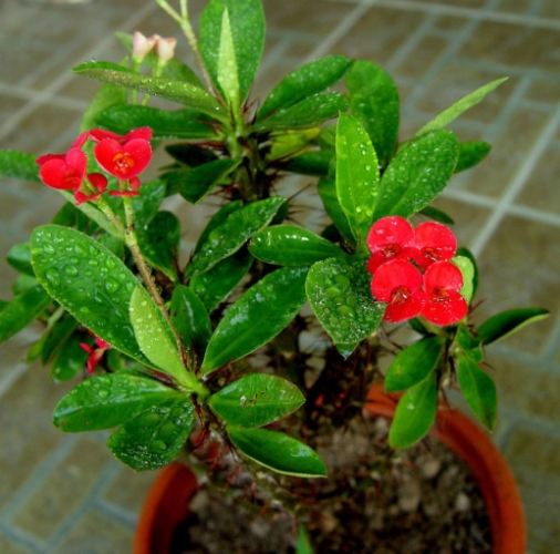 虎刺梅修剪時間