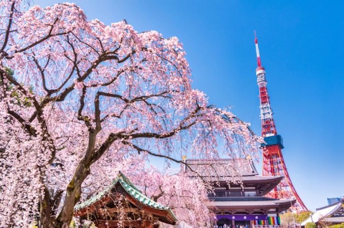 東京櫻花最佳觀賞地點