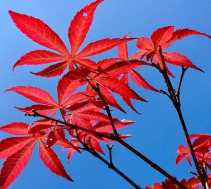 日本紅楓病蟲害防治