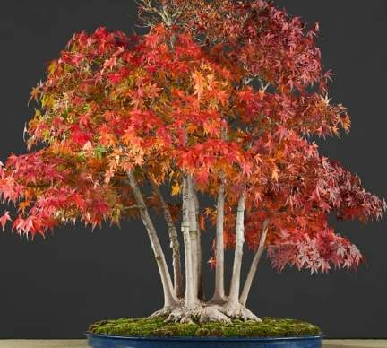 日本紅楓種植方法