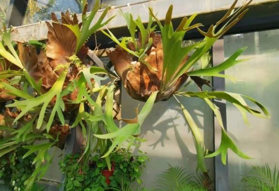 鹿角蕨芽點養護