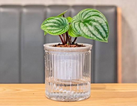 西瓜皮椒草繁殖