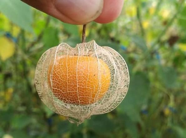 燈籠果栽培方法