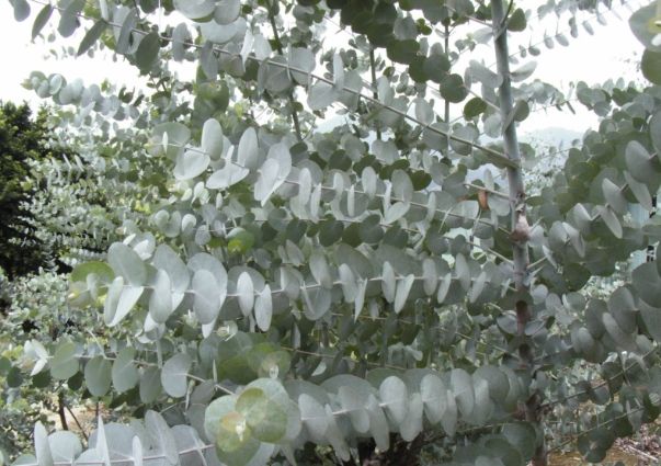 圓葉尤加利盆栽