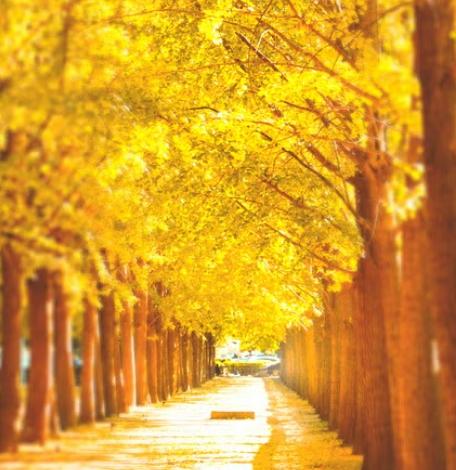 銀杏樹養護技巧