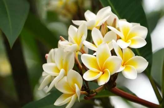 雞蛋花安全種植