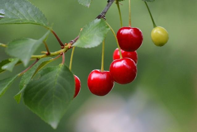 台灣櫻桃樹景點