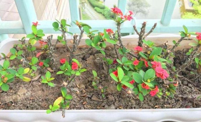 虎刺梅修剪時間