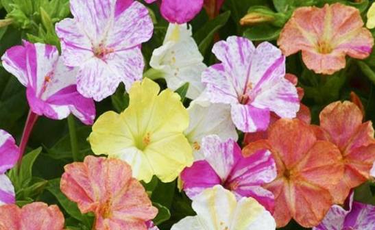 紫茉莉養護方法