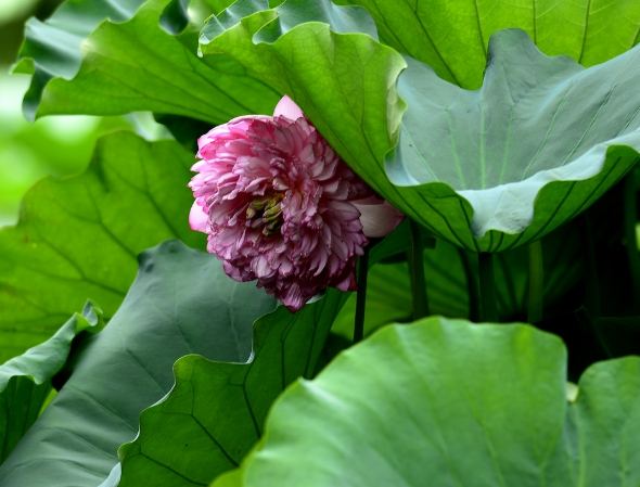 水芙蓉溶葉原因