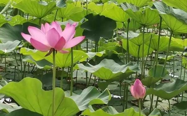 水芙蓉種植方法