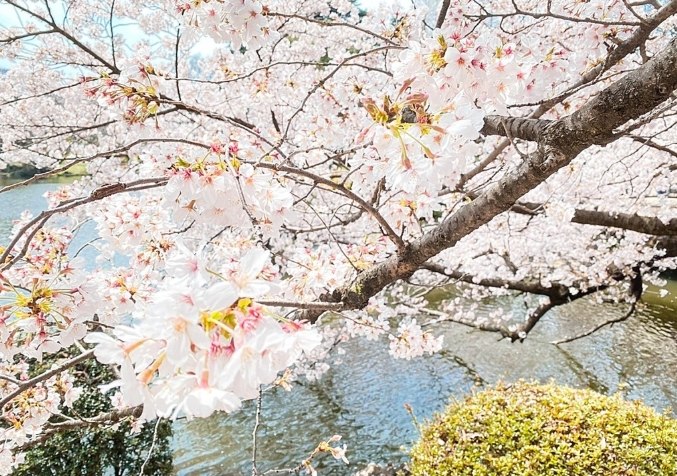 東京櫻花開花時間