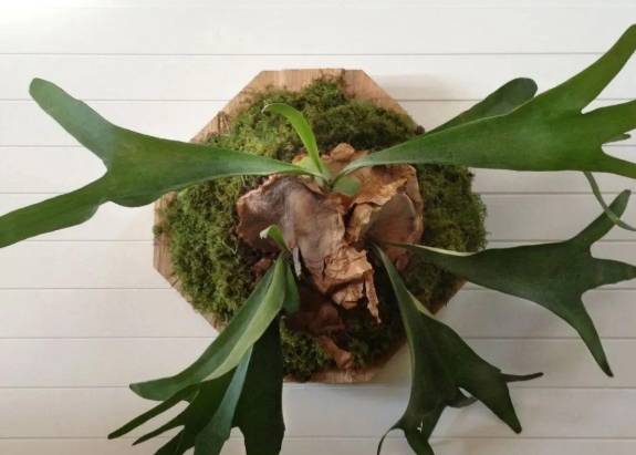 鹿角蕨芽點方向