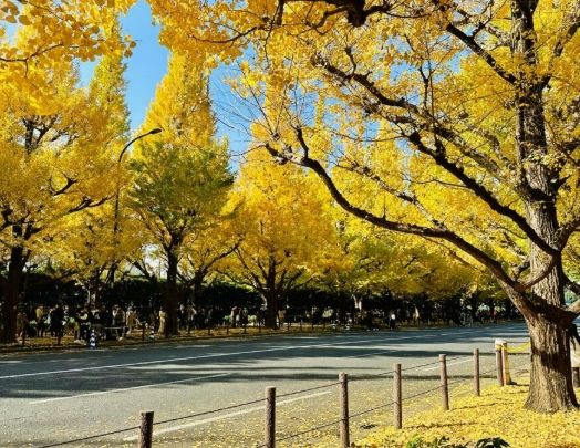 銀杏木使用方法