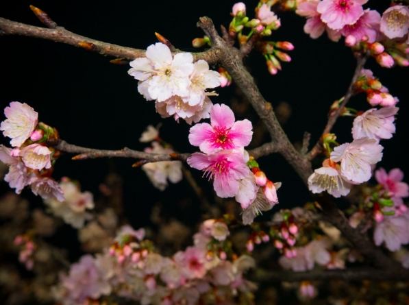 台灣寒櫻觀賞 台灣寒櫻觀賞