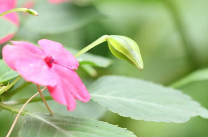 鳳仙花種植方法