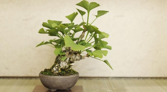 銀杏盆栽如何照顧