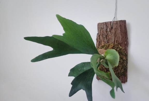 鹿角蕨生長方向