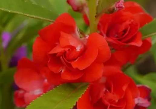 鳳仙花扦插技巧