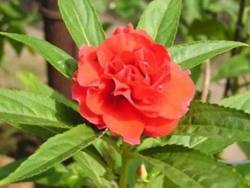 鳳仙花種植方法