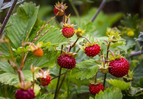 野草莓食用方法